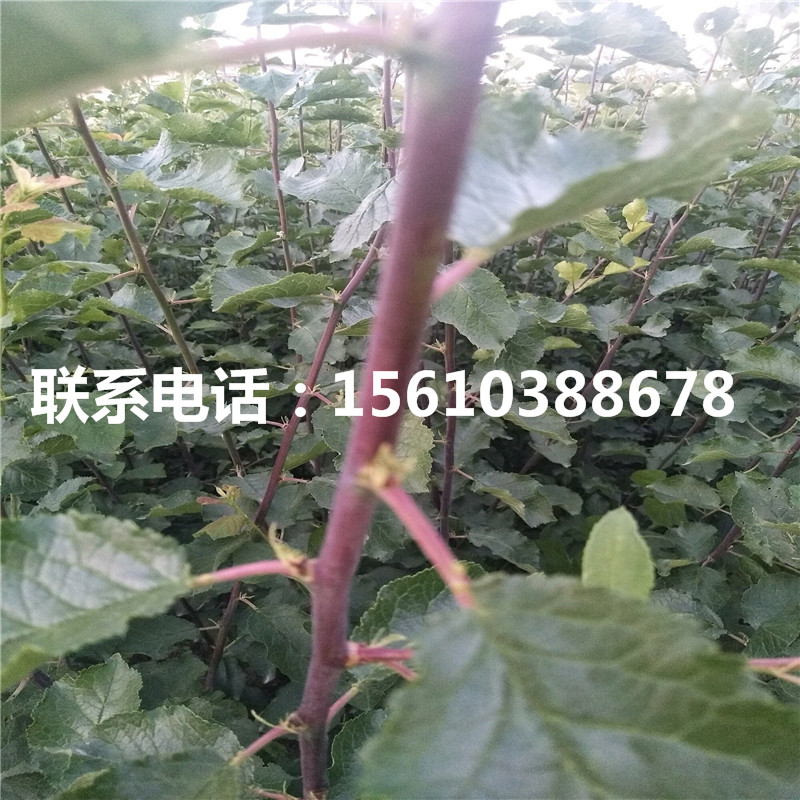 新品種李子苗每日報價