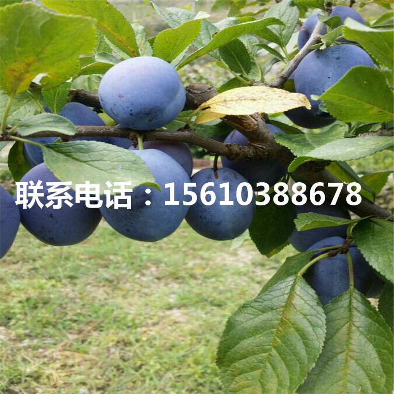 新品種五月脆李子苗產(chǎn)量多少