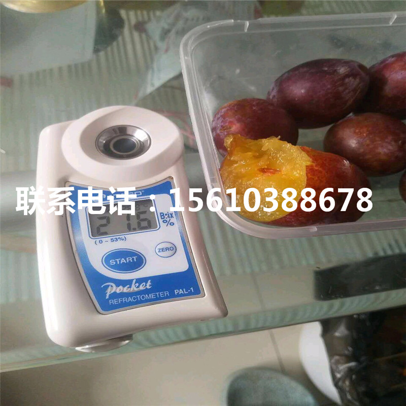 秋紅李子苗價格、秋紅李子苗批發(fā)價格是多少