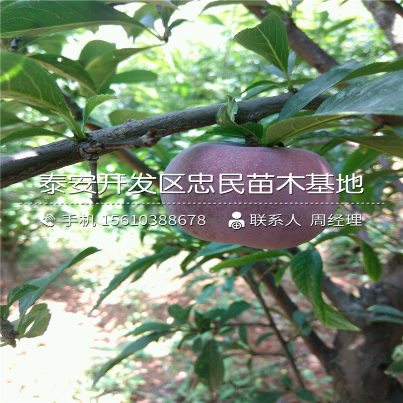 黑布林李子苗種植基地