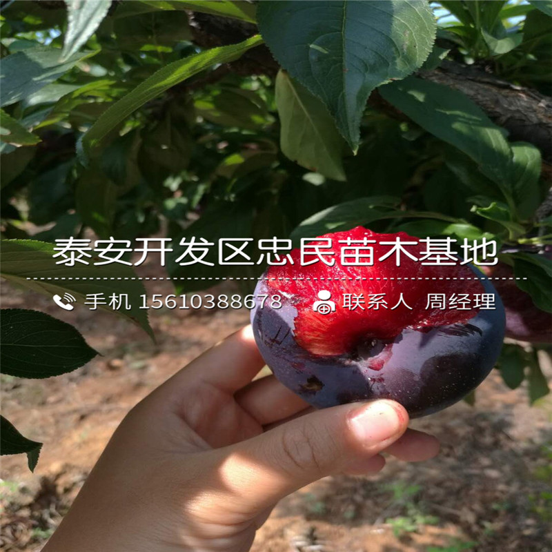 黃金奈李樹苗哪里有賣