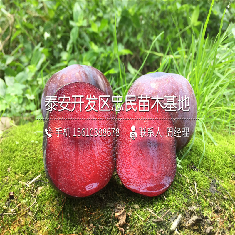 味馨李子苗多少錢、味馨李子苗多少錢一株