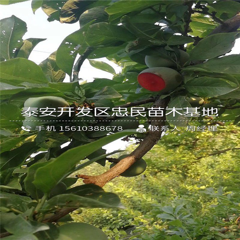 味馨李子苗多少錢、味馨李子苗多少錢一株