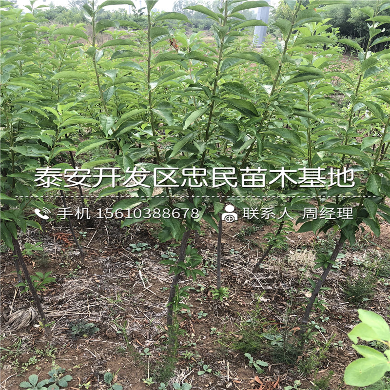 2019年西梅李子樹苗種植技術(shù)
