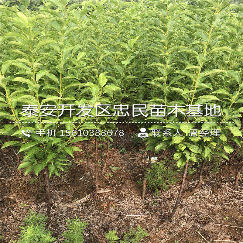 大紅袍李子苗多少錢一棵、大紅袍李子苗價格