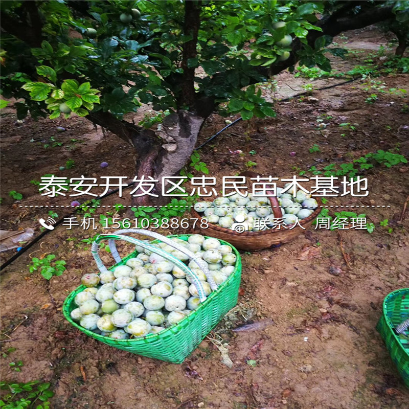 國峰7號(hào)李子苗出售基地