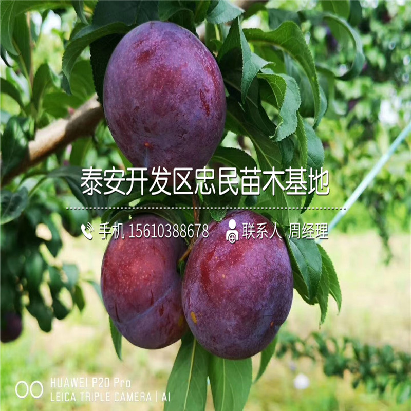 2019年秋姬李子苗報(bào)價(jià)、秋姬李子苗批發(fā)