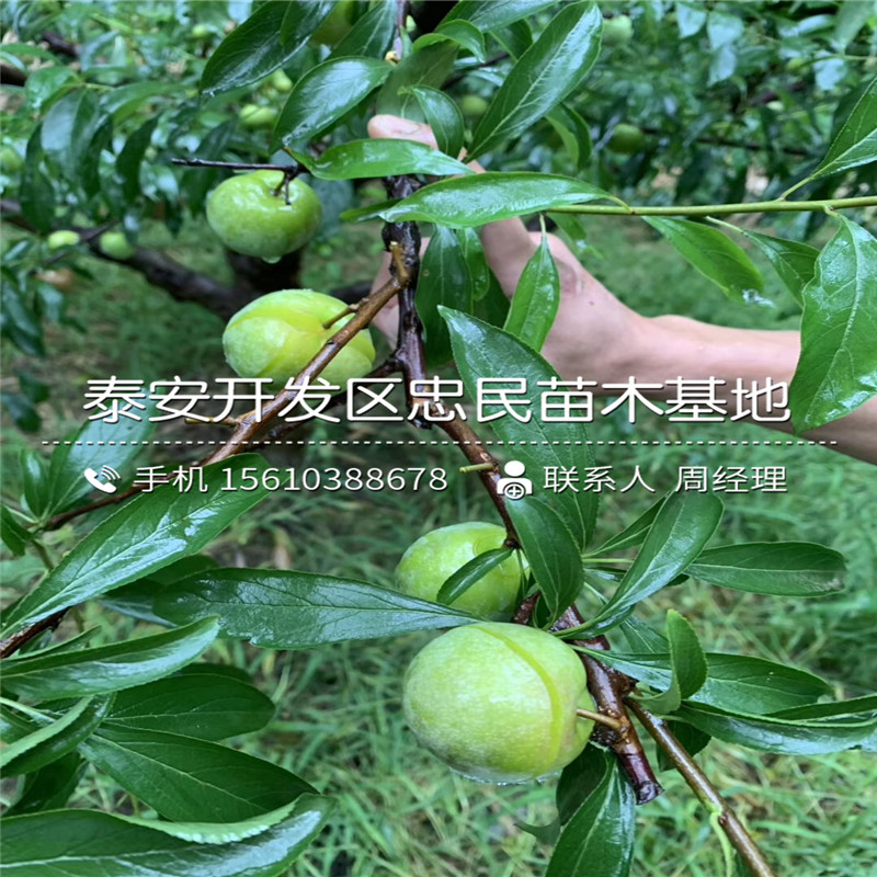 2019年黃金奈李樹苗哪里價(jià)格便宜