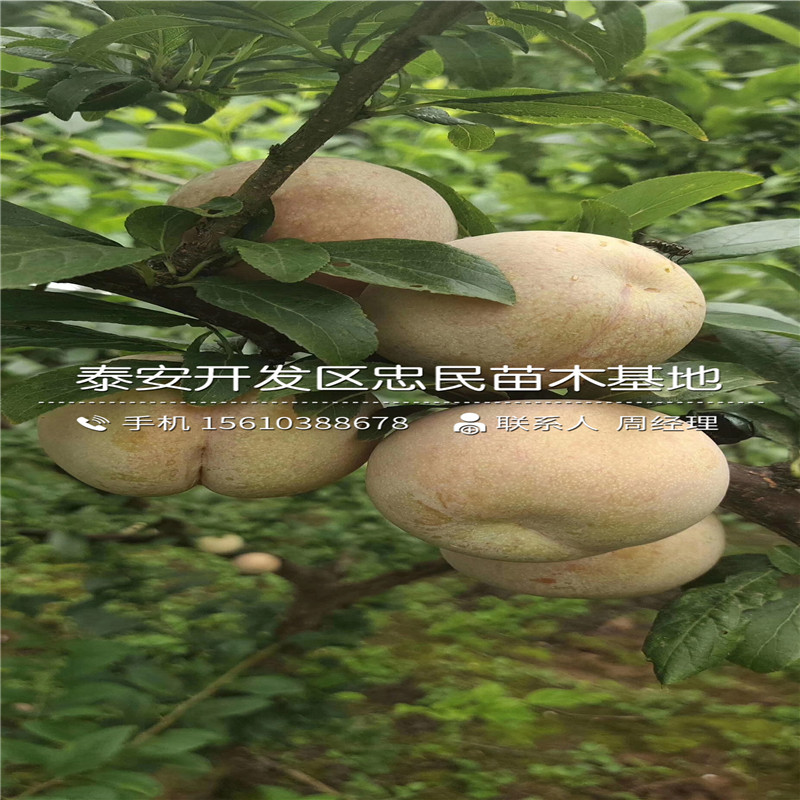 2019年紅心李子苗價(jià)格及報(bào)價(jià)