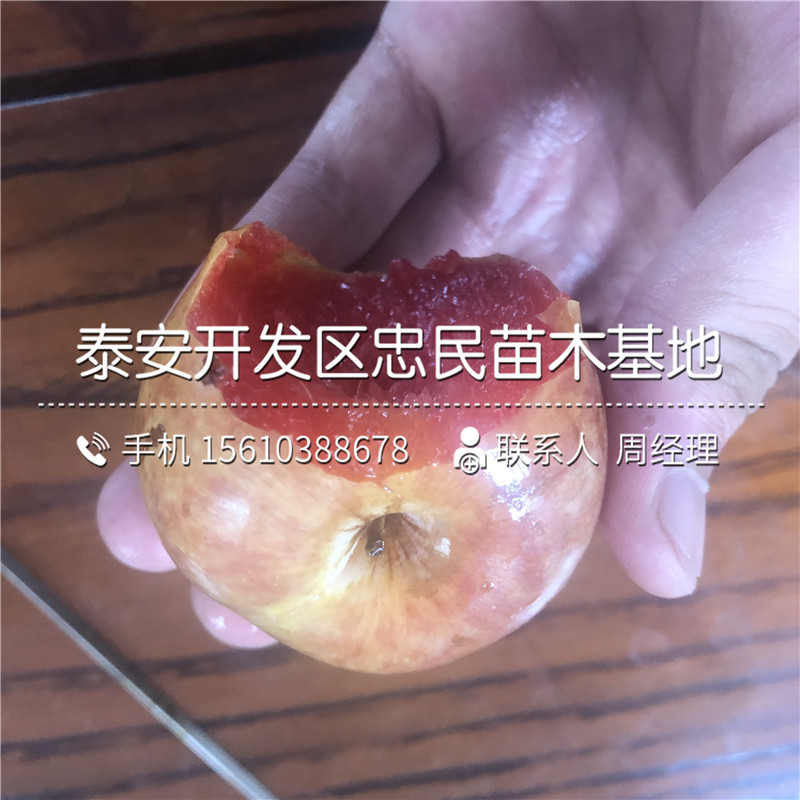 安哥諾李子苗管理技術(shù)