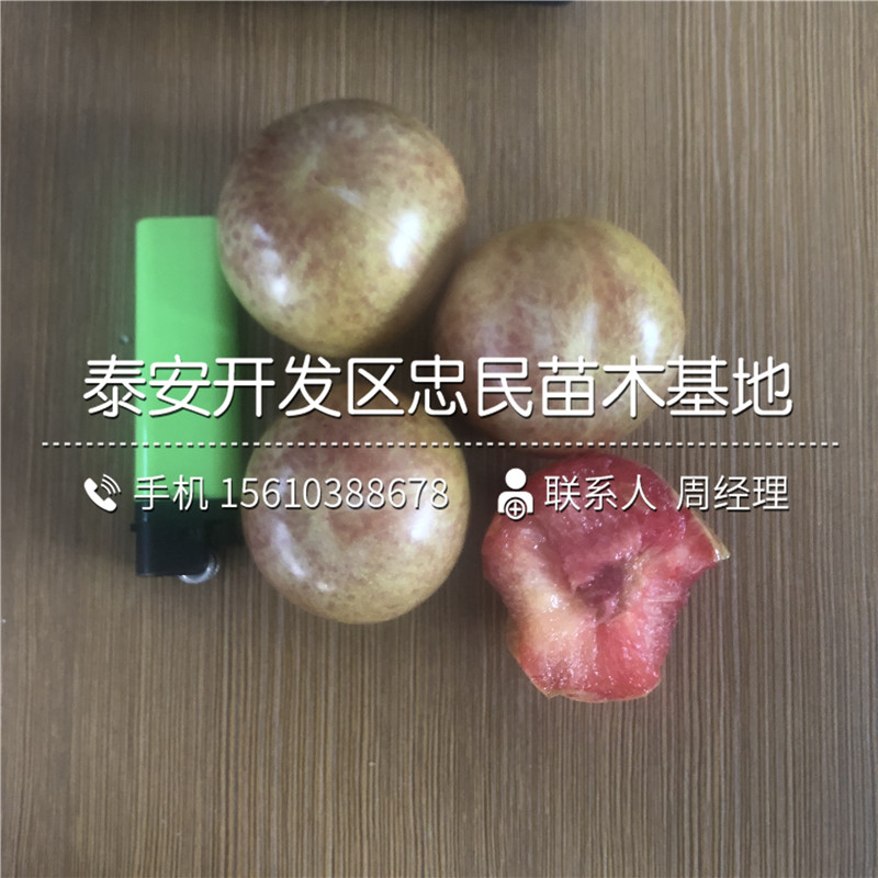 西梅皇后李子苗、西梅皇后李子苗價(jià)格