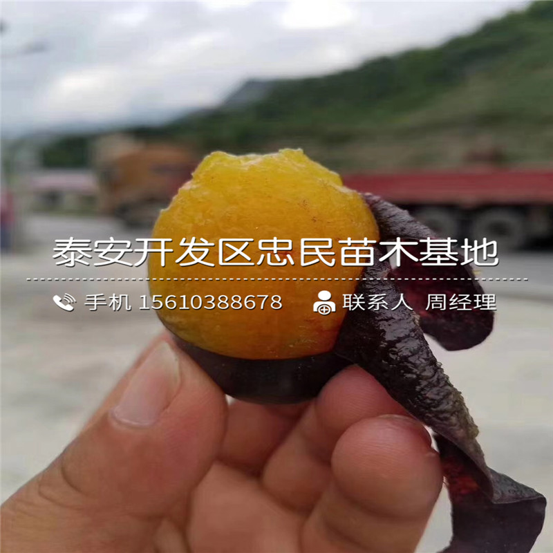 西梅皇后李子苗簡介