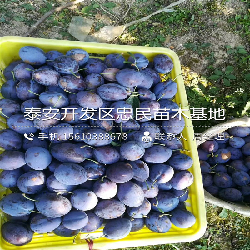 2019年紅喜梅李子苗每日報價