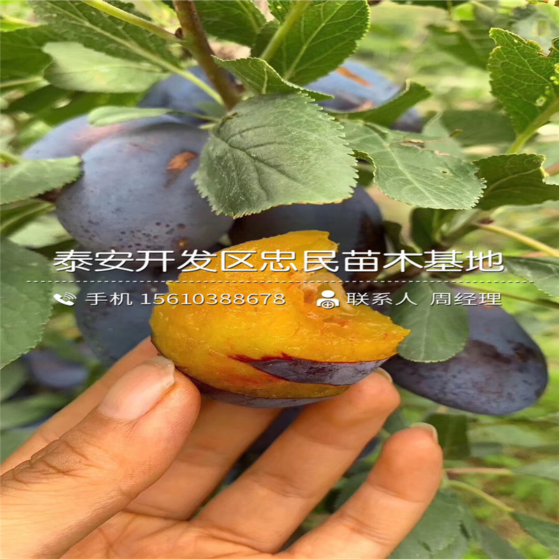 哪里有賣李子苗、李子苗價格多少錢一棵