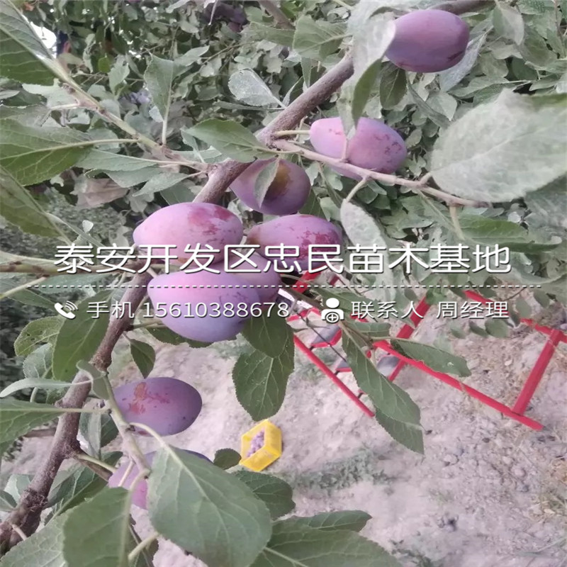 黑琥珀李子苗品種介紹、黑琥珀李子苗批發(fā)價(jià)格是多少
