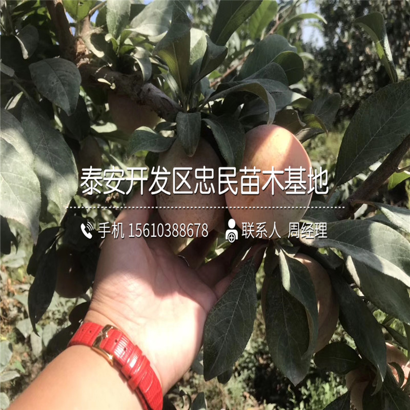 3公分李子苗一棵多少錢、3公分李子苗圖片