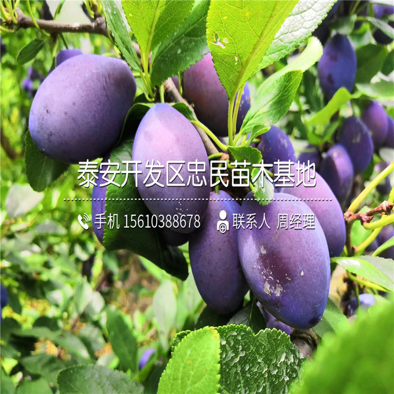 國峰7號李子苗品種介紹、國峰7號李子苗供應商