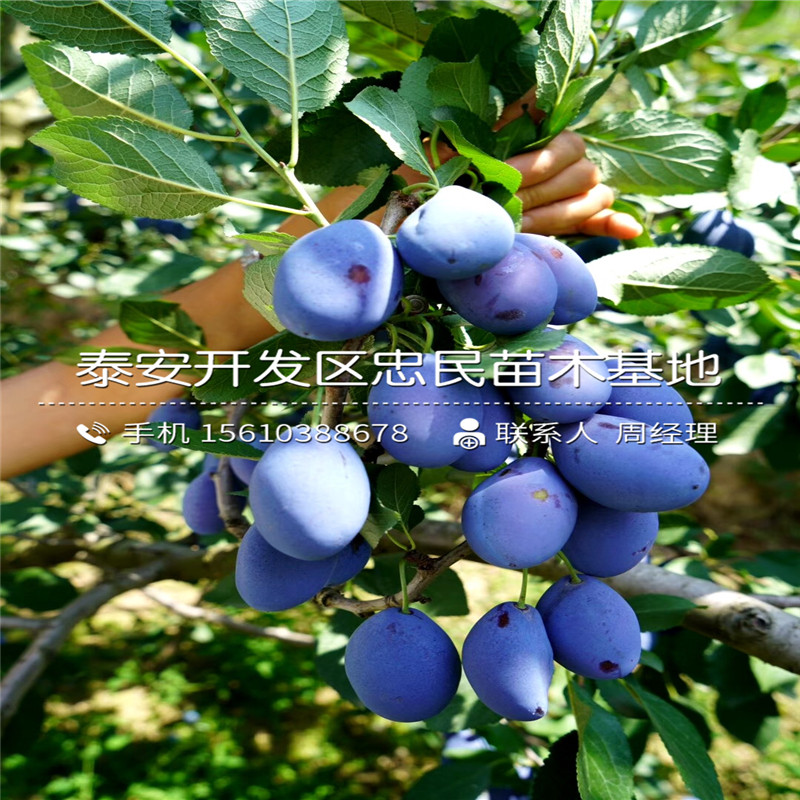 2019年紅喜梅李子苗每日報價