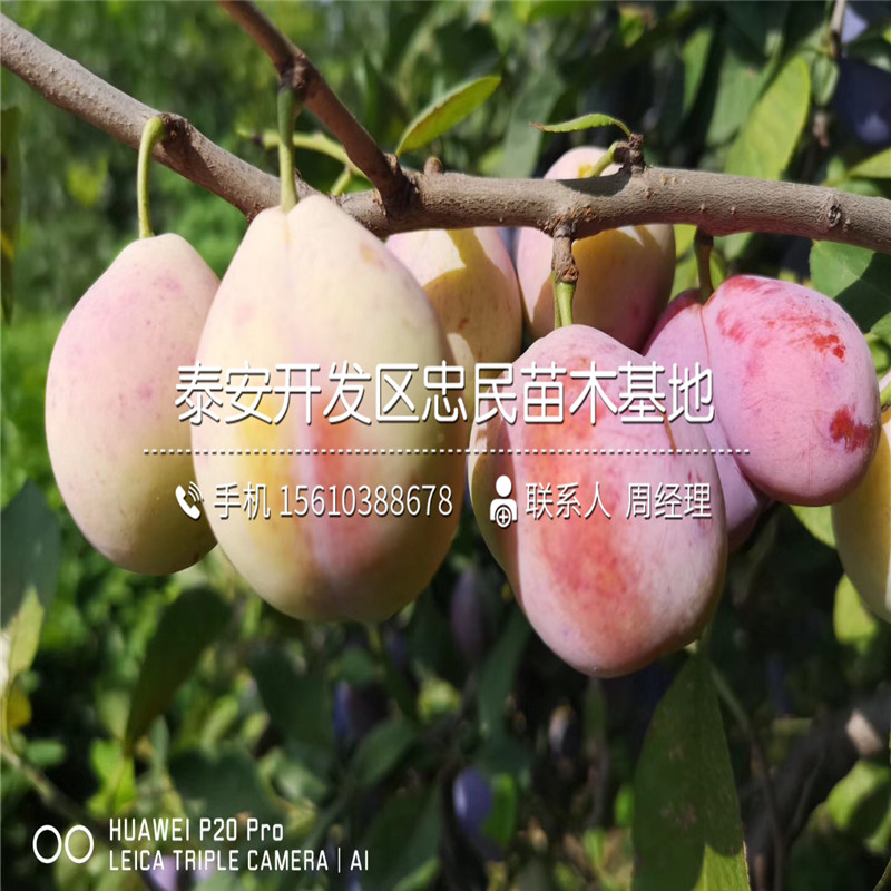 秋紅李子苗怎么種、秋紅李子苗哪里有