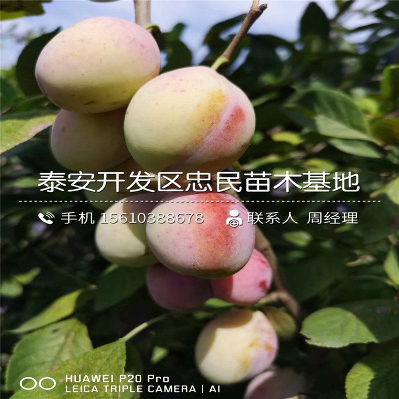 大紅袍李子苗行情