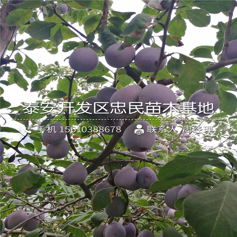 黃金奈李樹苗哪里有賣