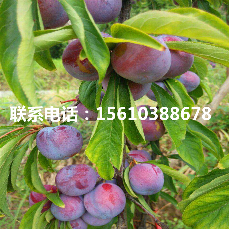 秋紅李子苗價格、秋紅李子苗批發(fā)價格是多少