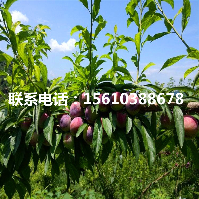 黑布林李子苗怎么種