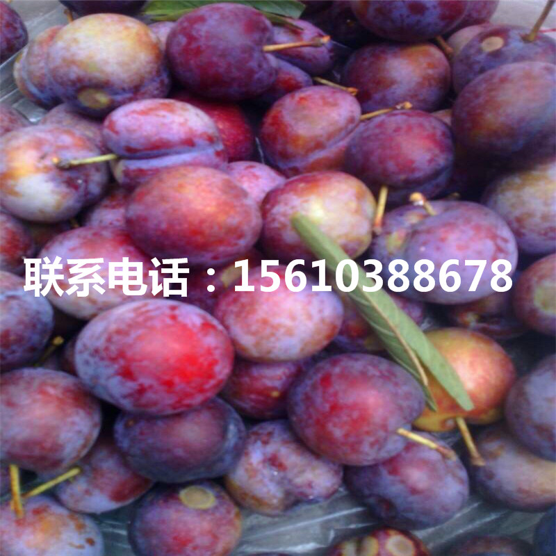 國(guó)峰7號(hào)李子苗價(jià)格多少
