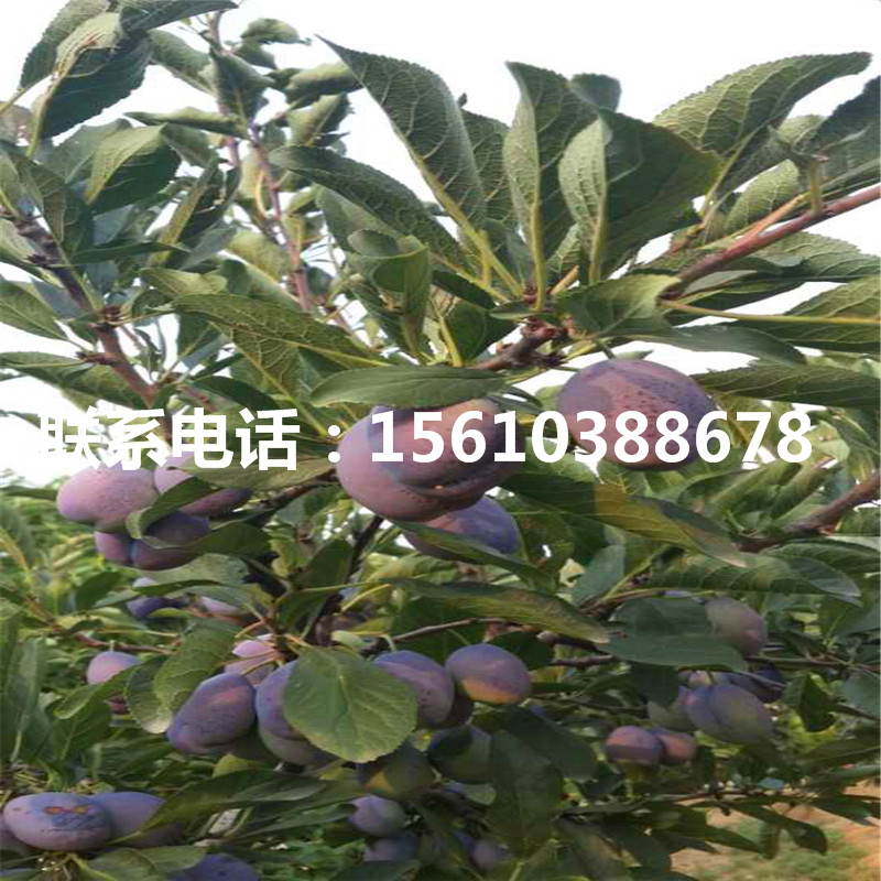 國峰7號(hào)李子苗出售基地