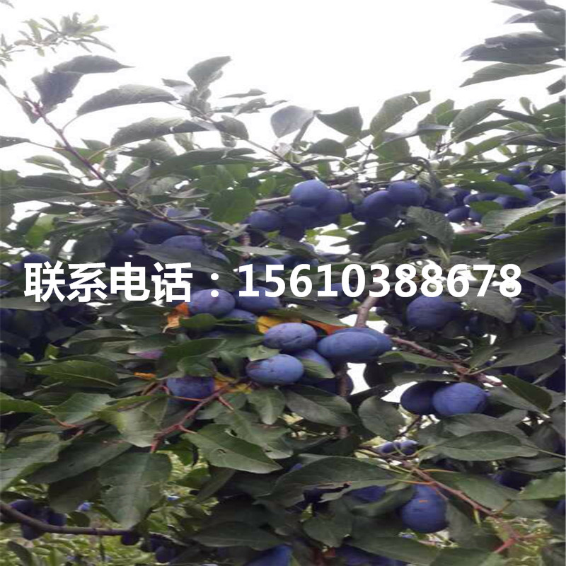 2019年黑李樹苗價錢低
