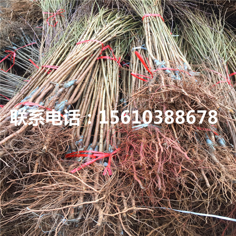 2019年黃金奈李樹苗銷售價格