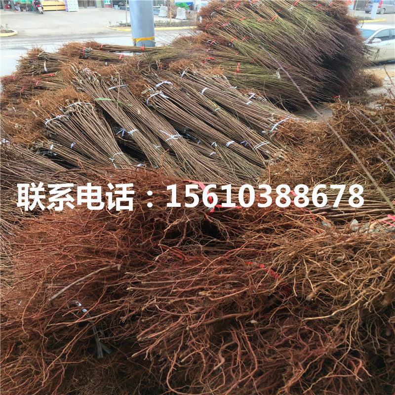 4公分李子苗多少錢、4公分李子苗栽培技術