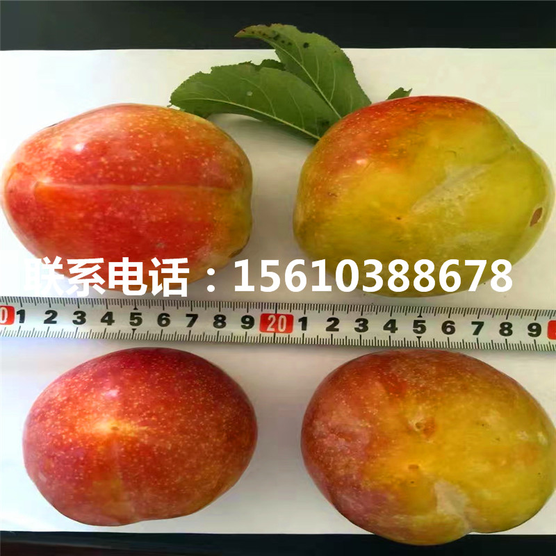 3公分李子苗一棵多少錢、3公分李子苗圖片