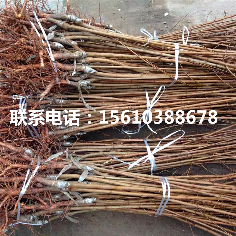 2019年布朗李子苗基地