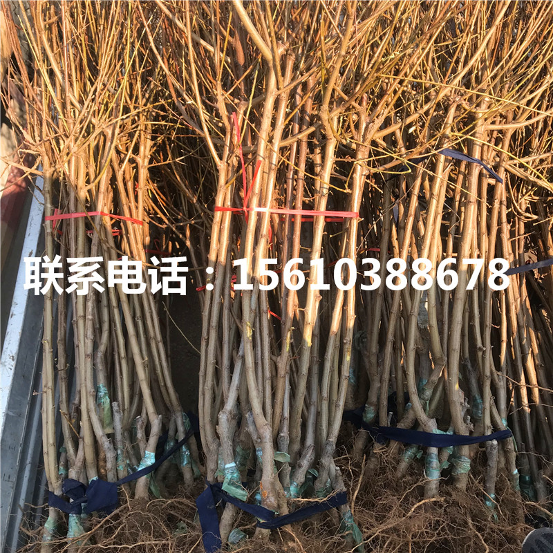 恐龍蛋李子苗怎么種
