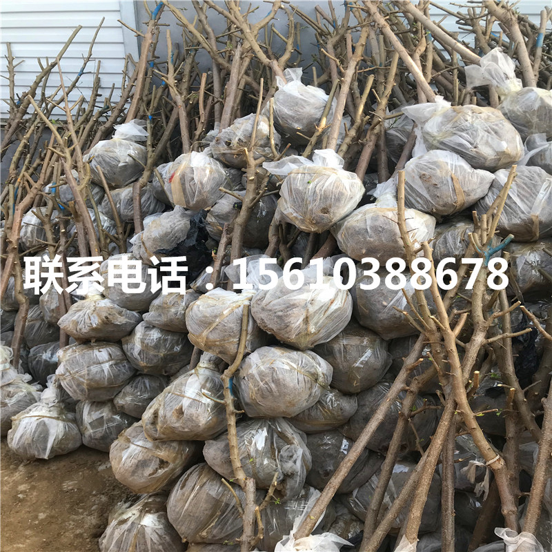 青脆李子苗怎么種