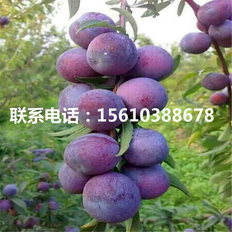 李子小苗價(jià)格多少、李子小苗出售價(jià)位
