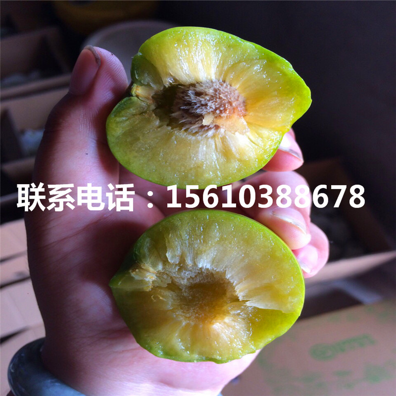 西梅女神李子苗行情