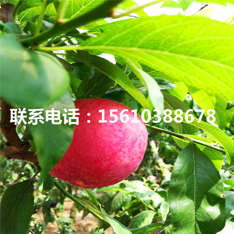 2019年秋姬李子苗報(bào)價(jià)、秋姬李子苗批發(fā)