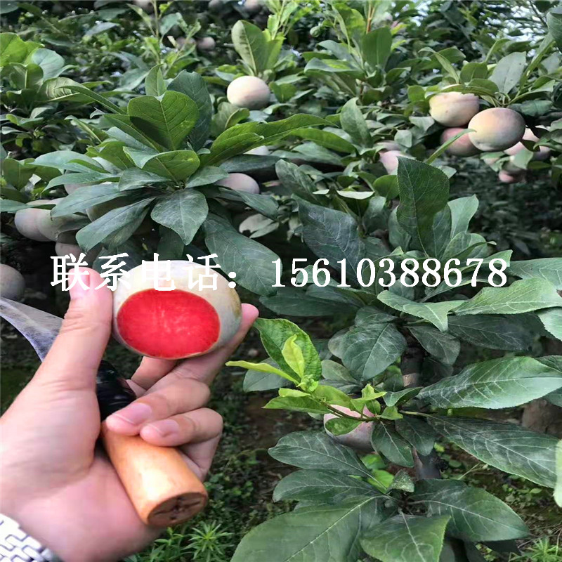 李子小苗價(jià)格多少、李子小苗出售價(jià)位
