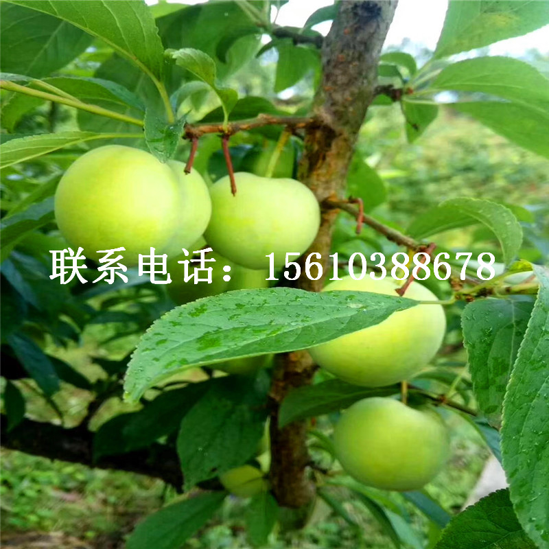 黑琥珀李子苗品種介紹、黑琥珀李子苗批發(fā)價(jià)格是多少