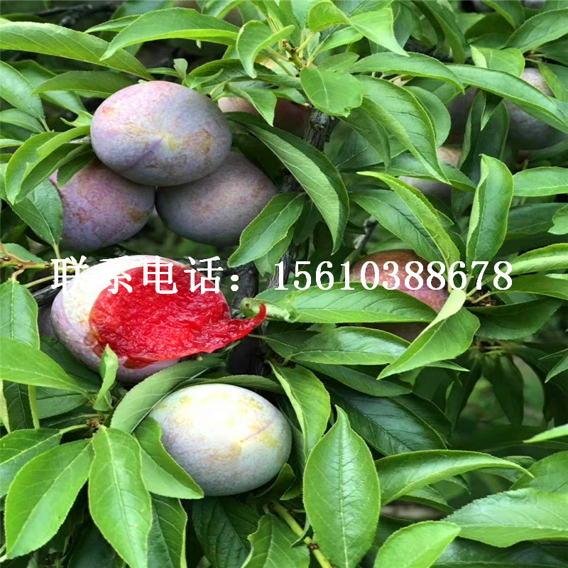 味帝李子苗種植基地、味帝李子苗栽培技術(shù)