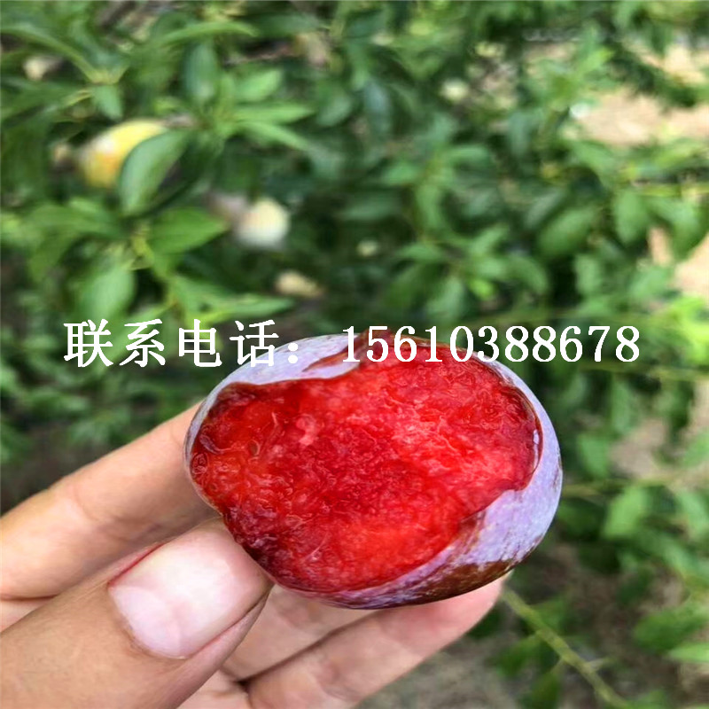 2019年秋紅李子苗批發(fā)價(jià)格