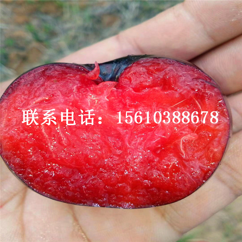2019年秋姬李子苗報(bào)價(jià)、秋姬李子苗批發(fā)