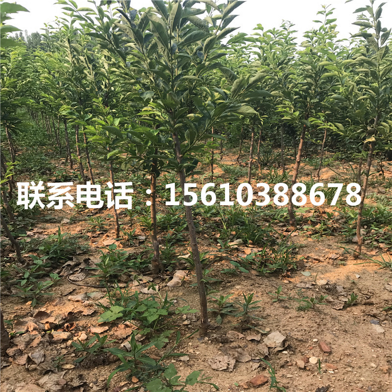 2019年紅喜梅李子苗每日報價