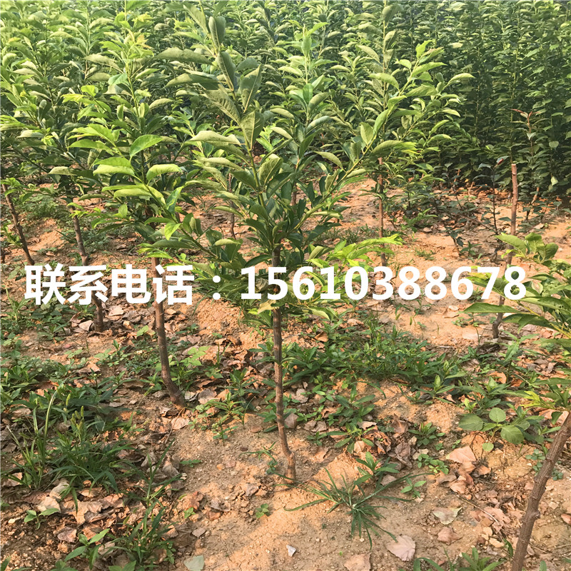 秋紅李子苗價格、秋紅李子苗批發(fā)價格是多少