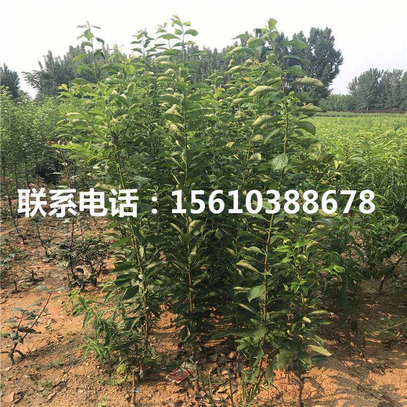 新品種李子苗每日報價