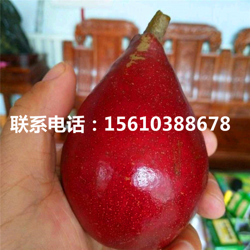 新品種紅安久梨樹(shù)苗、紅安久梨樹(shù)苗圖片