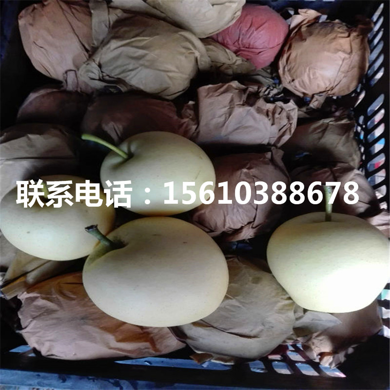 紅梨樹苗、紅梨樹苗種植基地