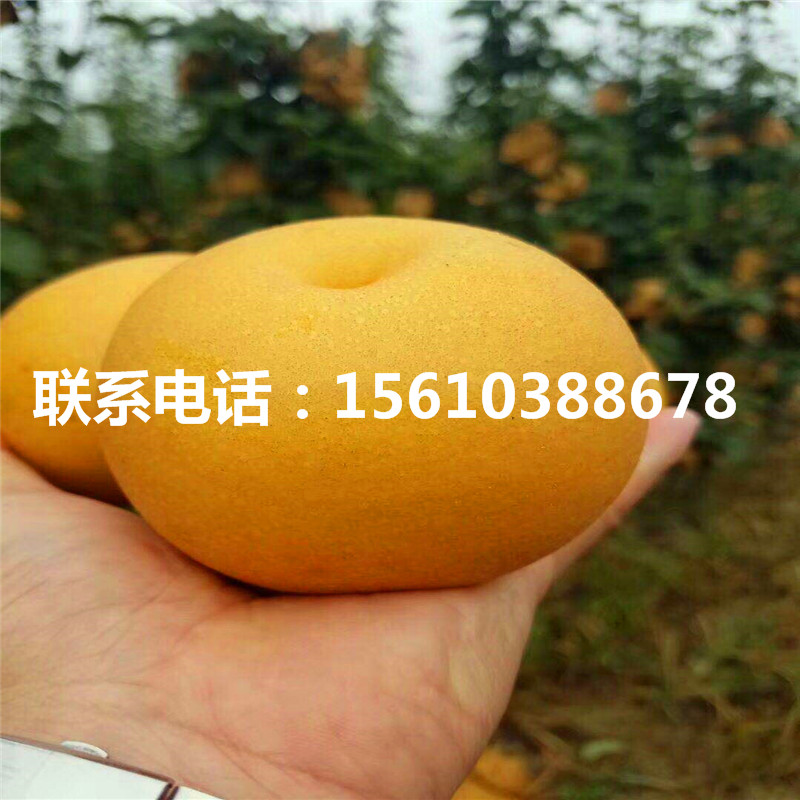 山東澳冠紅梨樹苗、澳冠紅梨樹苗簡介